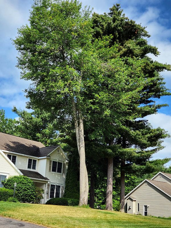 Tree trimming and pruning services