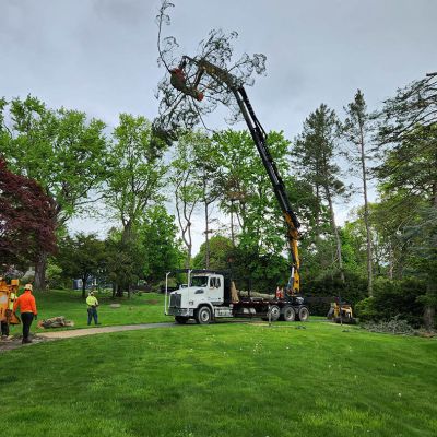 Emergency tree service operation site