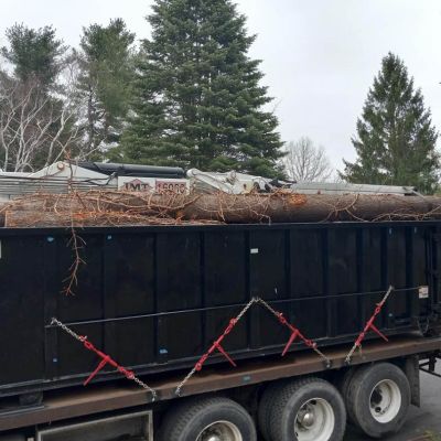 Tree care project image