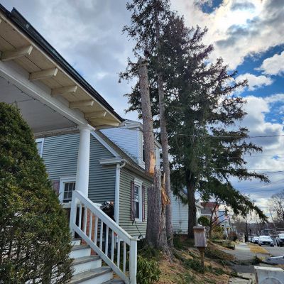 Emergency tree service operation site