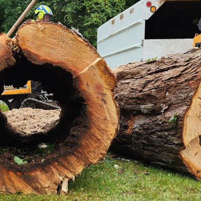 Tree care project image