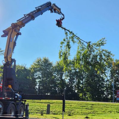 Tree care project image