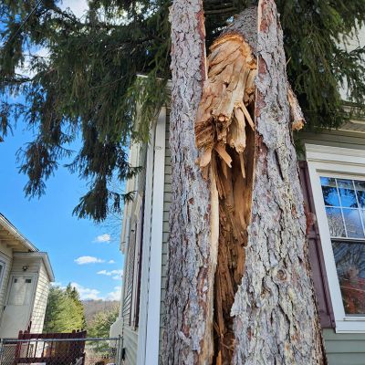 Emergency tree service operation site