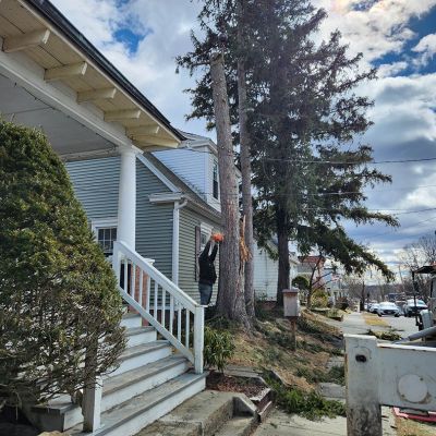 Emergency tree service operation site