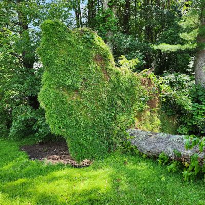 Emergency tree service operation site