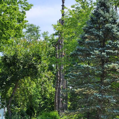 Incorrect tree service practice