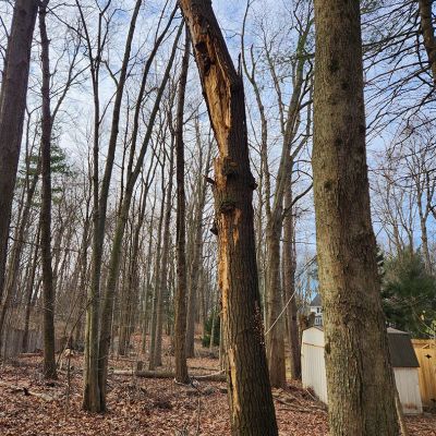 Emergency tree service operation site