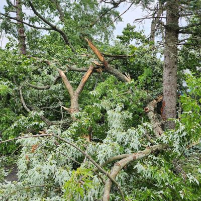Emergency tree service operation site