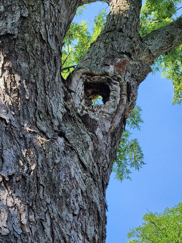 Tree cabling and bracing services