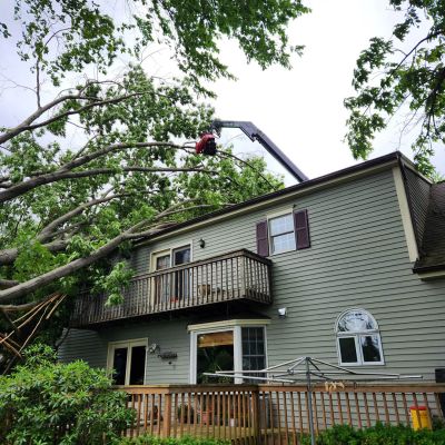 Emergency tree service operation site