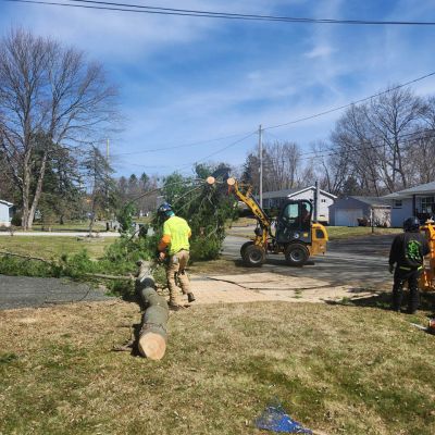 Tree care project image