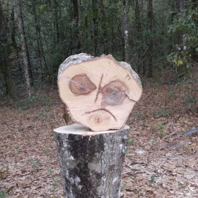 Tree care project image