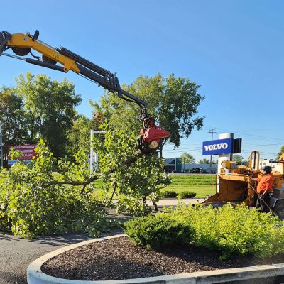 Tree care project image