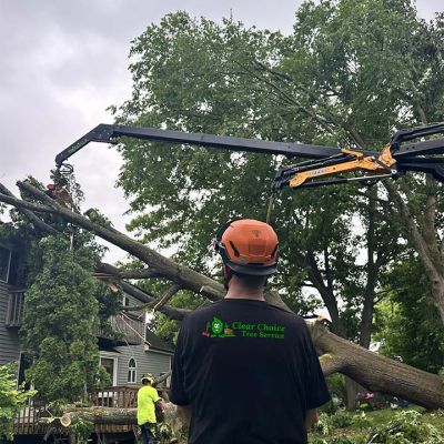 Emergency tree service operation site