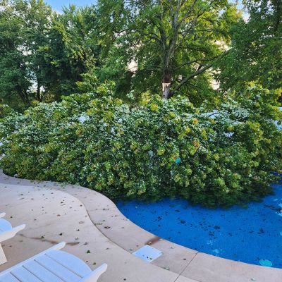 Emergency tree service operation site