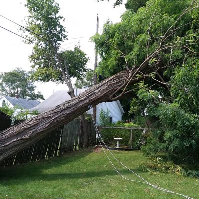 Emergency tree service operation site
