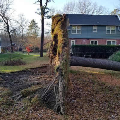 Tree care project image