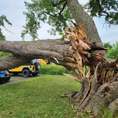Emergency tree service operation site