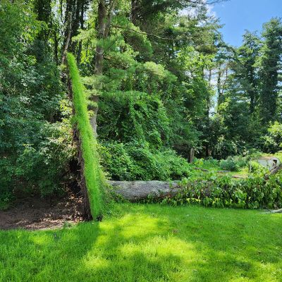 Emergency tree service operation site