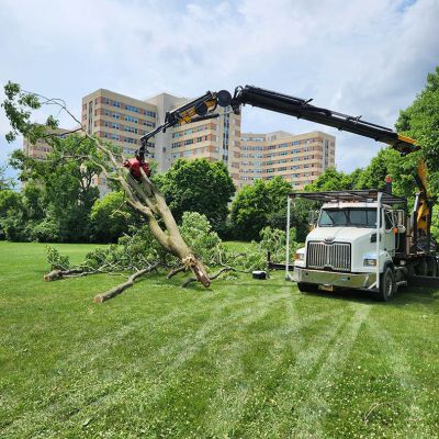 Emergency tree service operation site