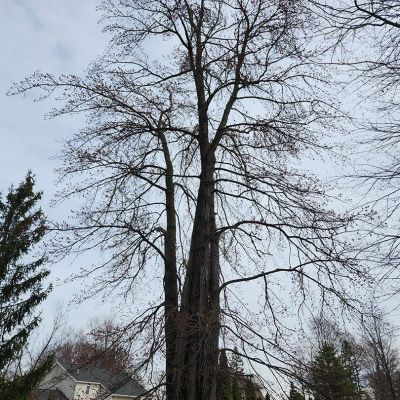 Tree care project image