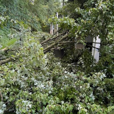 Emergency tree service operation site