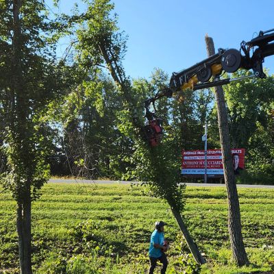 Tree care project image