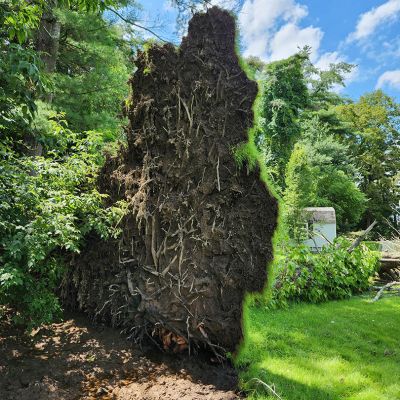 Emergency tree service operation site