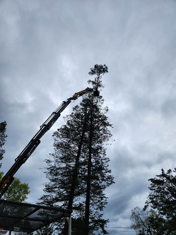 Tree trimming and pruning services