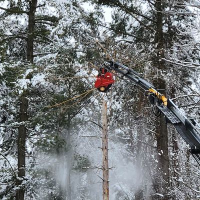 Tree care project image