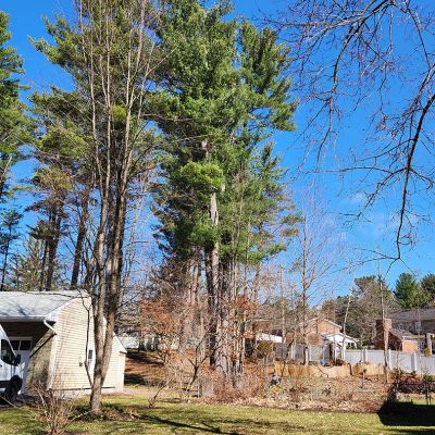 Tree care project image