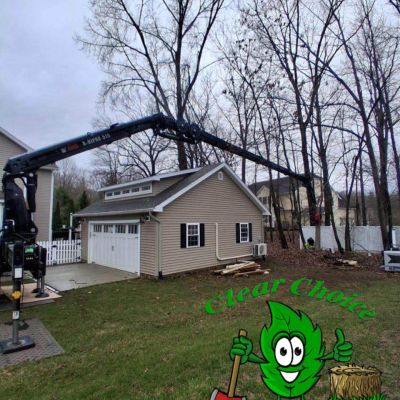 Tree care project image