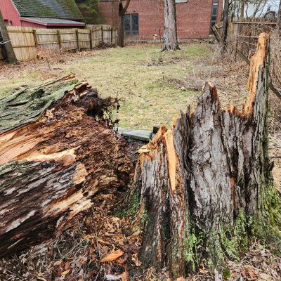 Emergency tree service operation site