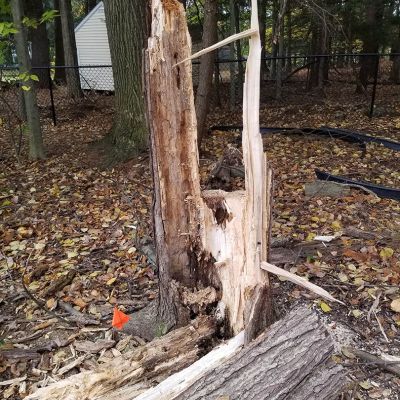 Emergency tree service operation site
