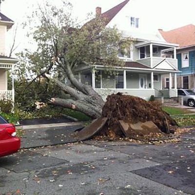 Emergency tree service operation site