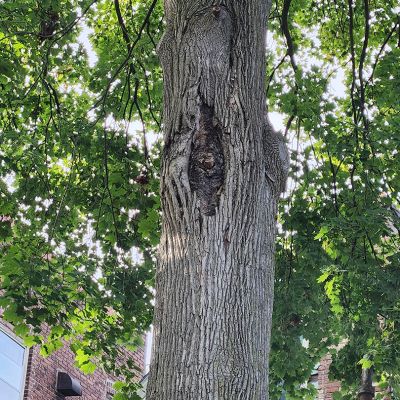 Tree care project image