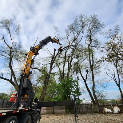 Tree care project image