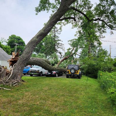 Emergency tree service operation site