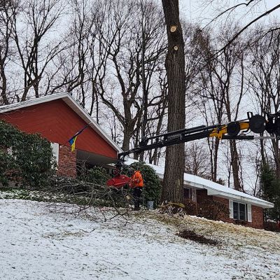 Tree care project image