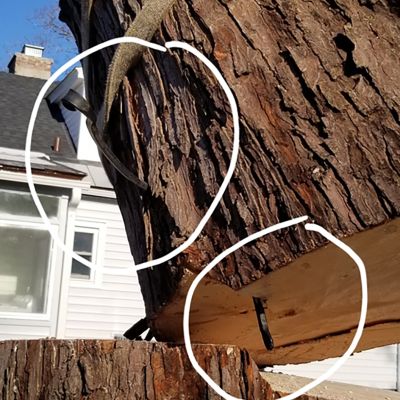 Incorrect tree service practice