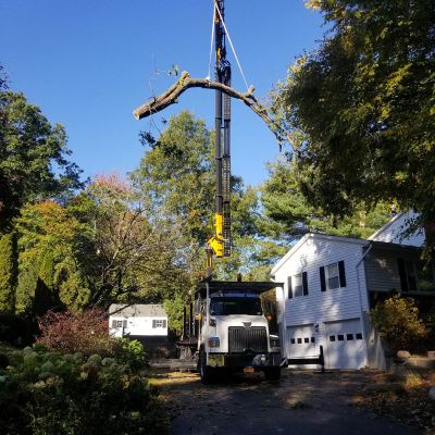 Tree care project image