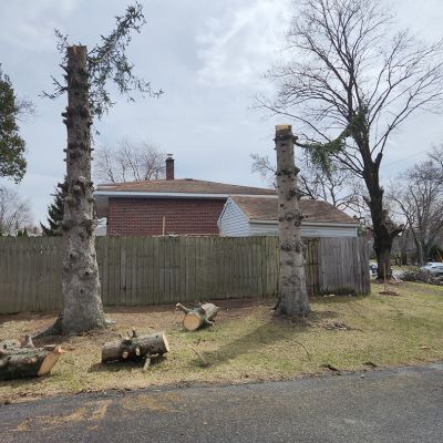 Incorrect tree service practice