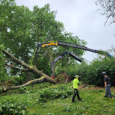 Emergency tree service operation site