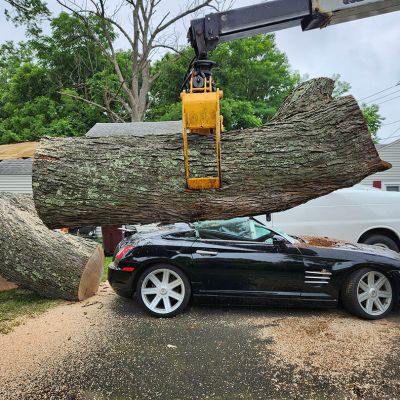 Emergency tree service operation site