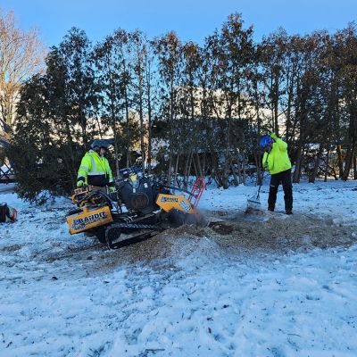 Tree care project image