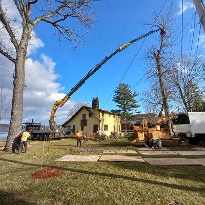 Tree care project image