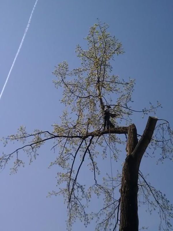 Tree cabling and bracing services