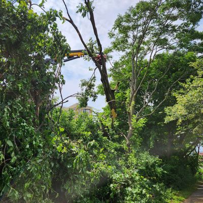 Emergency tree service operation site