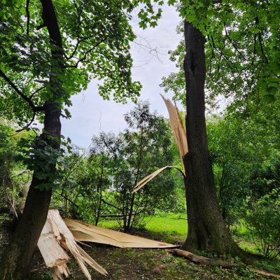 Emergency tree service operation site