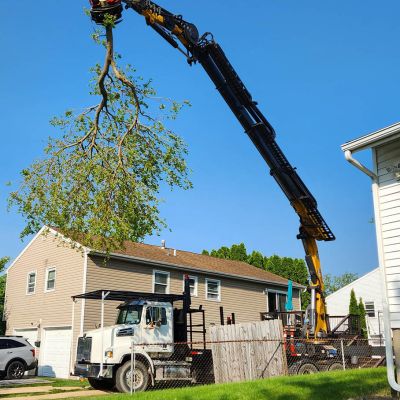 Tree care project image